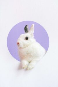 Close-up of a cute white rabbit in a circular cutout against a purple backdrop.