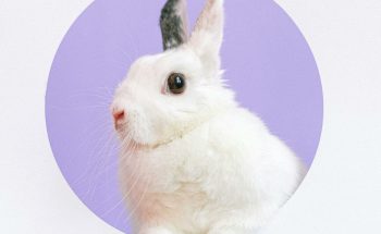 Close-up of a cute white rabbit in a circular cutout against a purple backdrop.